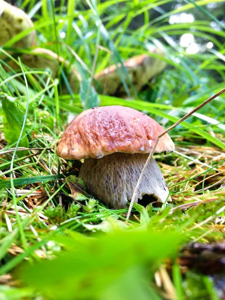 Small Boletus Mushroom in the Woods - Porcino in Italy — Stock Photo, Image