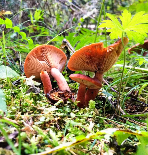 Uppåtgående syn på italienska svamp i skogen — Stockfoto