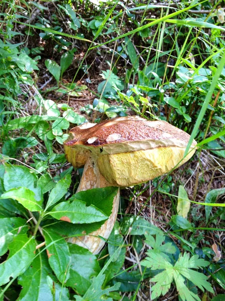 Grote boletus mushroom - porcino in Italiaanse bos — Stockfoto
