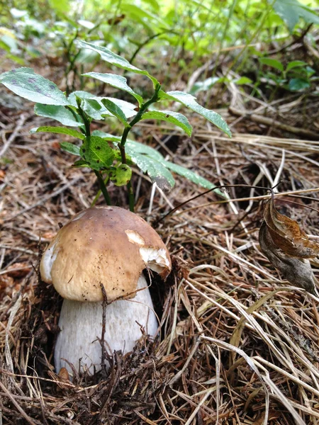 Pequeno cogumelo Boletus na floresta - Porcino na Itália — Fotografia de Stock