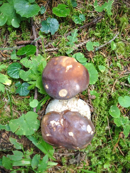 Couple of Boletus Mushrooms in a Italian Woods — Stock Photo, Image