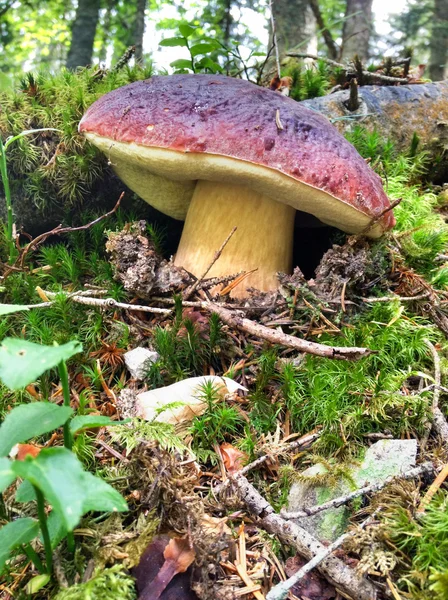 Big Boletus Mushroom - Porcino i italiensk skog – stockfoto