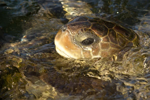 Deniz kaplumbağası, su üzerinde nefes — Stok fotoğraf