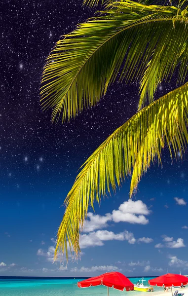 Palme e colori dei Caraibi — Foto Stock