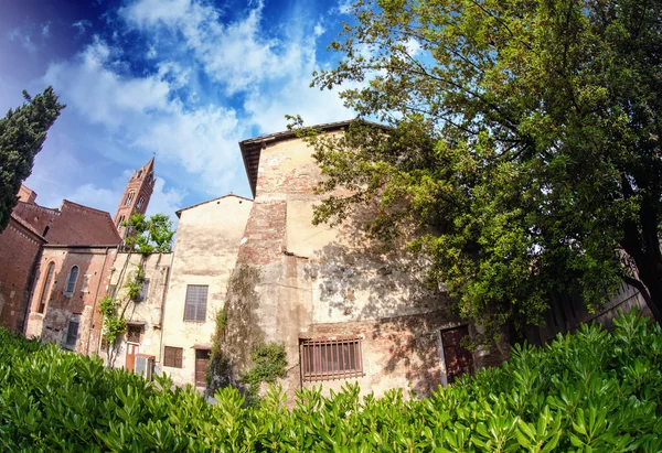 Pisa ve bitki örtüsü tipik evleri — Stok fotoğraf