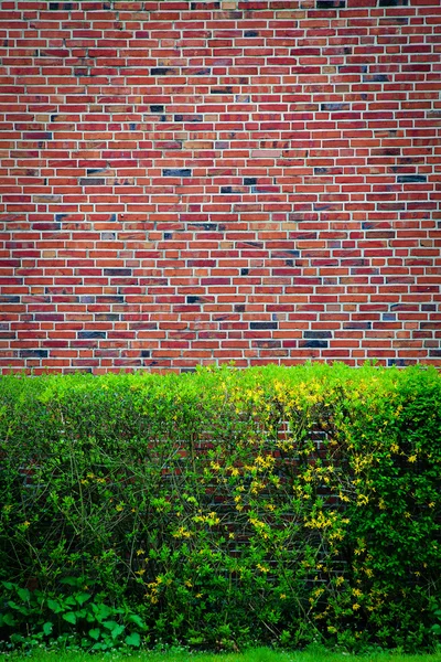 stock image Green bushes at an brown wall