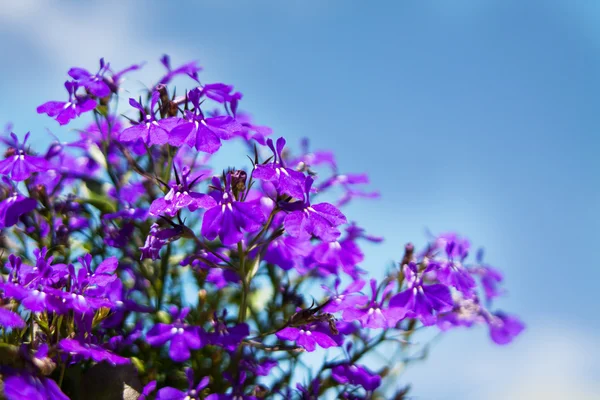 Violette bloemen outdoros — Stockfoto