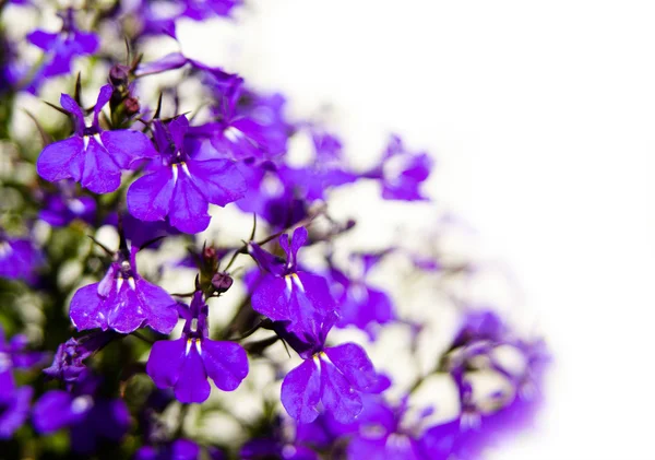 Фиолетовые цветы изолированы на белом — стоковое фото