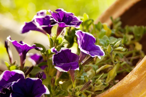 Фиолетовые цветки — стоковое фото