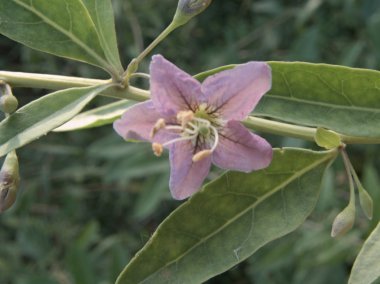 Goji berry çiçek