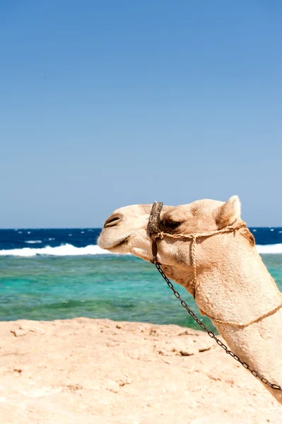Stock image Camel