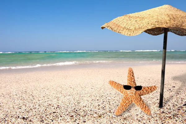 Морская звезда и лето — стоковое фото