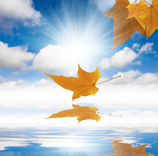 Осенний и оранжевый лист — стоковое фото