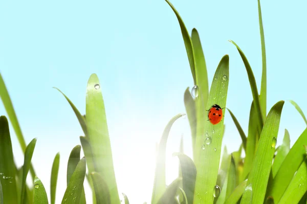 Green grass and ladybug — Stock Photo, Image
