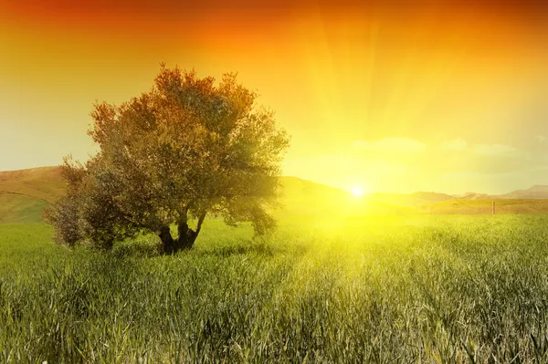 Východ slunce a olivový strom — Stock fotografie