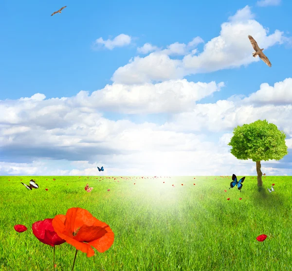 Green field with poppy — Stock Photo, Image