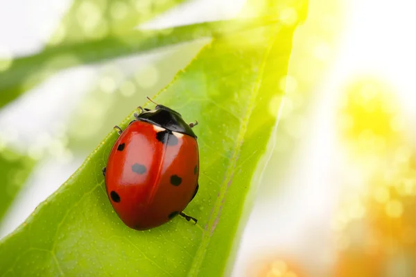 Ladybug macro — Stock Photo, Image