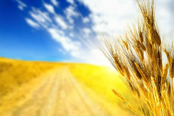 stock image Wheat yellow field