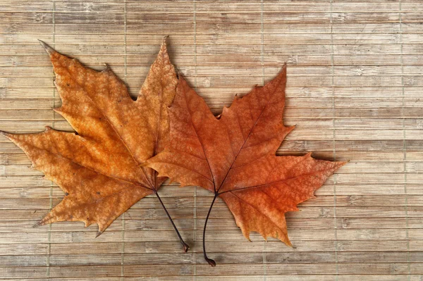 Herbstblätter — Stockfoto