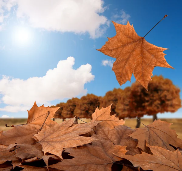 Herbstpanorama — Stockfoto
