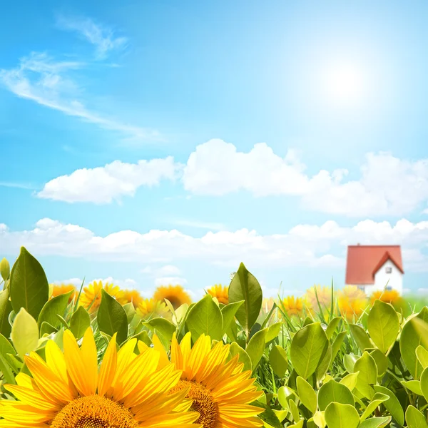 Sunflower panorama — Stock Photo, Image