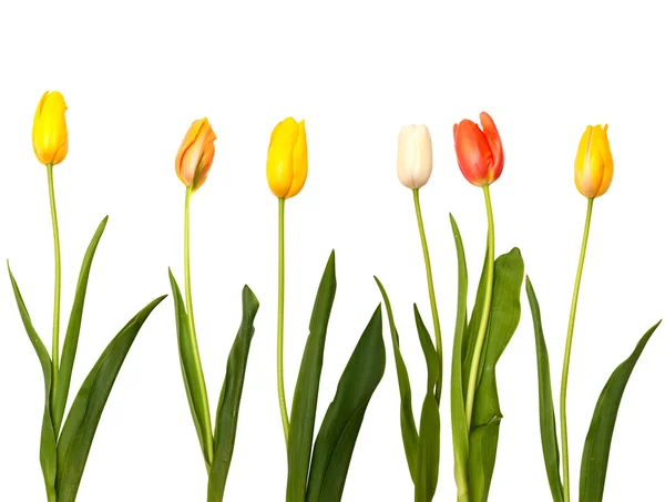 stock image Tulip