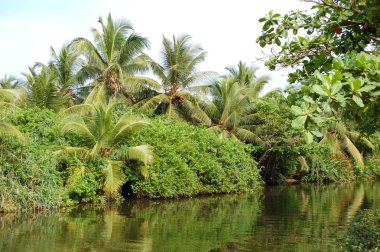 nehir ve yeşil avuç içi ve çalılar, sri lanka