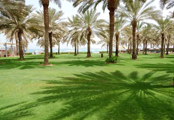 El césped verde y la sombra de la palmera en el hotel de lujo, Dubai, Emiratos Árabes Unidos — Foto de Stock