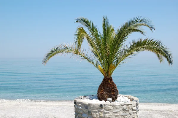 Na plaży z palmą, Chalkidiki, Grecja — Zdjęcie stockowe