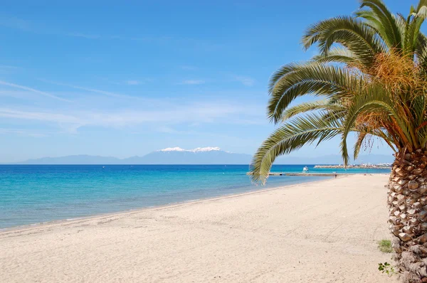 Het strand met palm tree en berg olympus op achtergrond, hal — Stockfoto