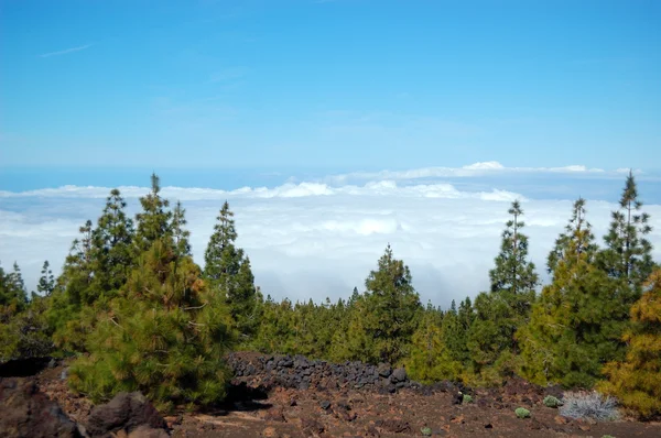 Forest over clouds on Volcano Teide. Tenerife island, Spain — Stock Photo, Image