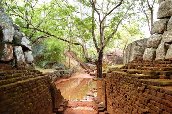 Il giardino vicino a Sigiriya (roccia del leone) è un'antica fortezza rocciosa — Foto Stock