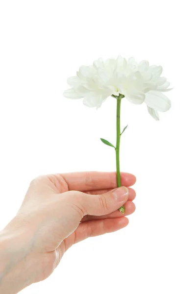 Main tenant chrysanthème blanc isolé sur blanc — Photo