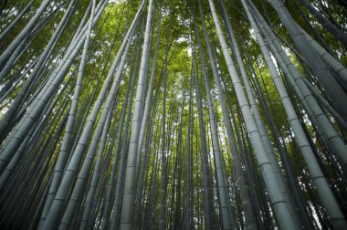 Sagano'da bambu ormanı