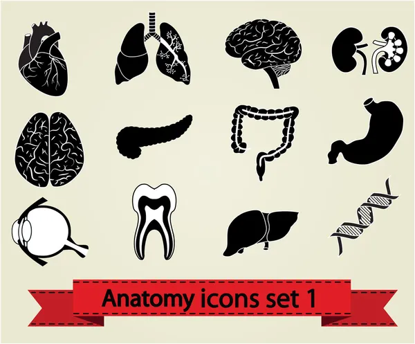 Conjunto de iconos de anatomía 1 — Vector de stock