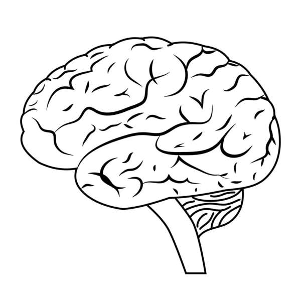 Brain. — Stock Vector