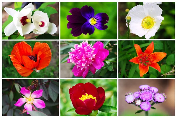 Koláž z květin — Stock fotografie