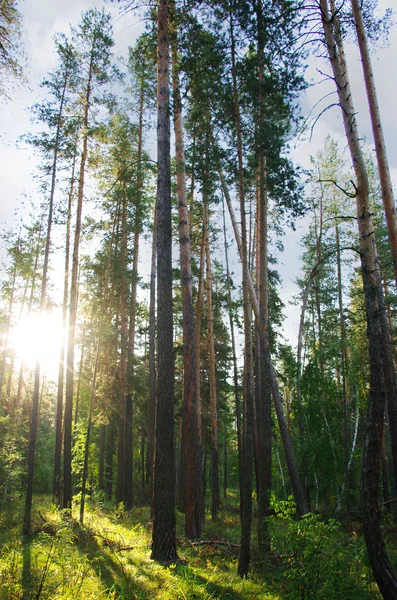 Bosque de pinos al sol — Foto de Stock