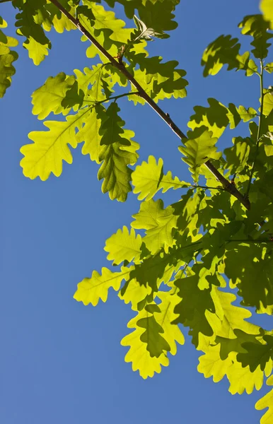 Dubová větev na jaře — Stock fotografie