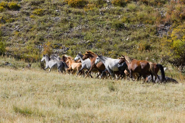 Cavalli sorge su un pendio di montagna — Foto Stock