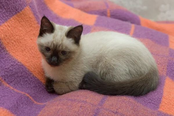 Котенок на одеяле — стоковое фото