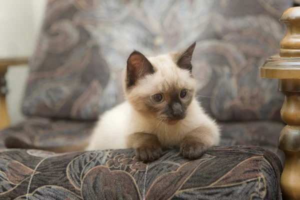 Котенок на диване — стоковое фото