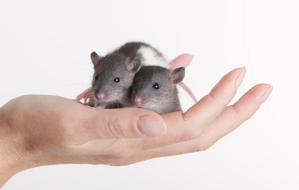 Deux petits rats — Photo