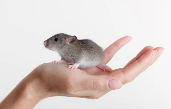 Sehr kleine junge Ratte — Stockfoto
