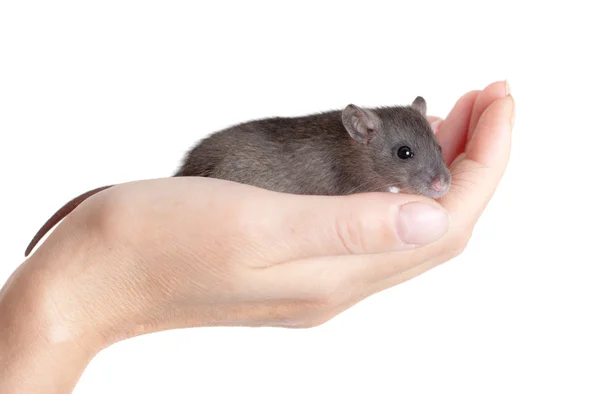 Küçük genç fare üstünde bir palmiye — Stok fotoğraf