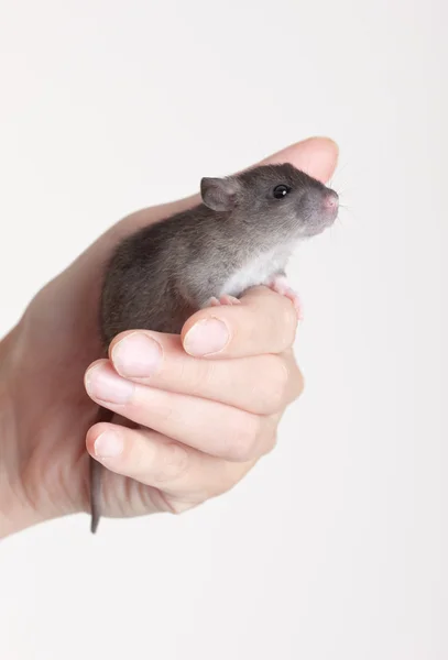 一只手里的老鼠 — 图库照片