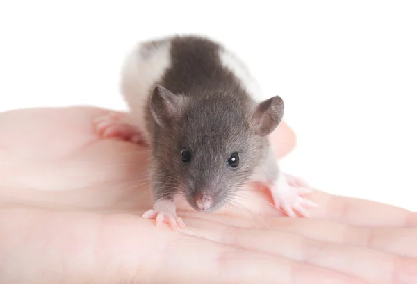 Rato jovem perto — Fotografia de Stock