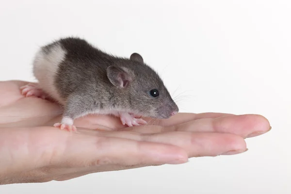 一只小老鼠的肖像 — 图库照片