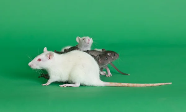 Sıçan anne — Stok fotoğraf