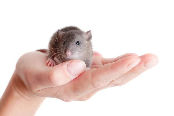 Çok küçük küçük sıçan — Stok fotoğraf